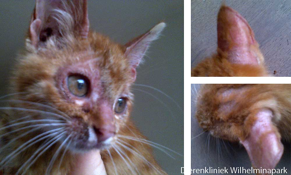 Een kitten van 3 maanden met kalige plekken